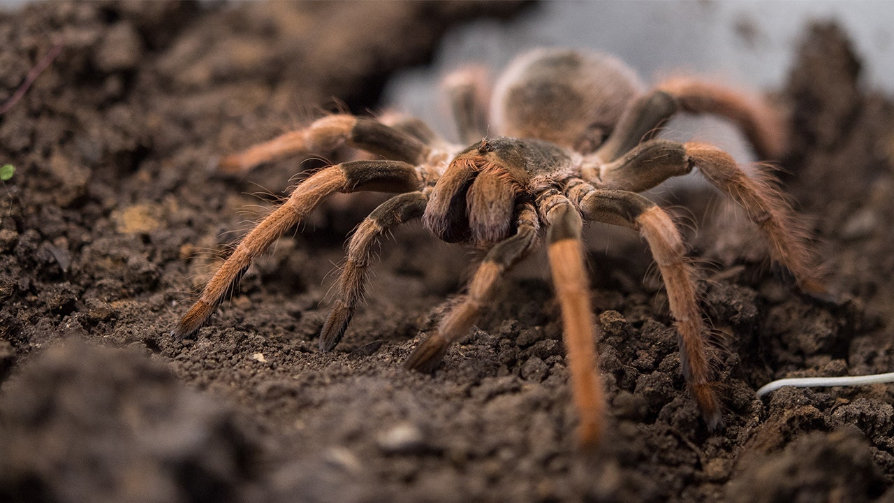 Thousands Of Tarantulas Expected To Crawl Through Colorado In Mass ...