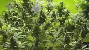 Arizona group files 2020 ballot to legalize recreational marijuana