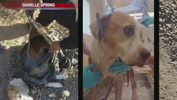 Dog found hogtied in trash bag in Gila River rescued, recovering from surgery