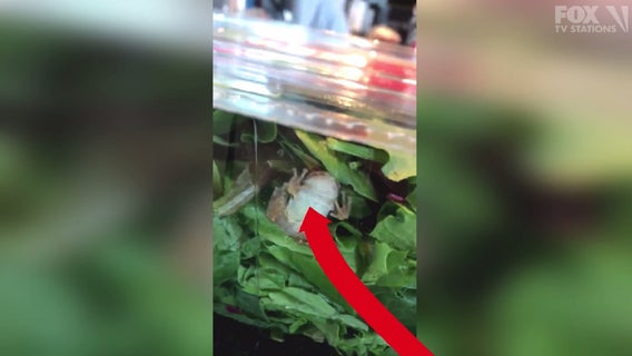 Wisconsin family finds live frog in boxed salad mix