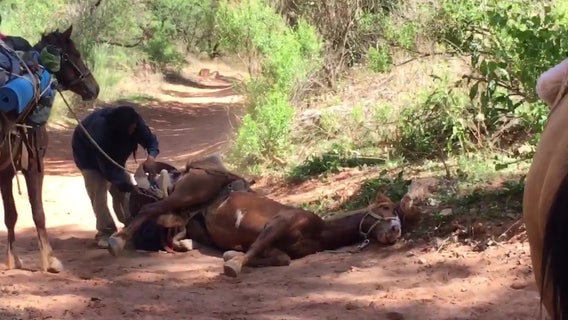 Some say Havasupai horses are abused, neglected