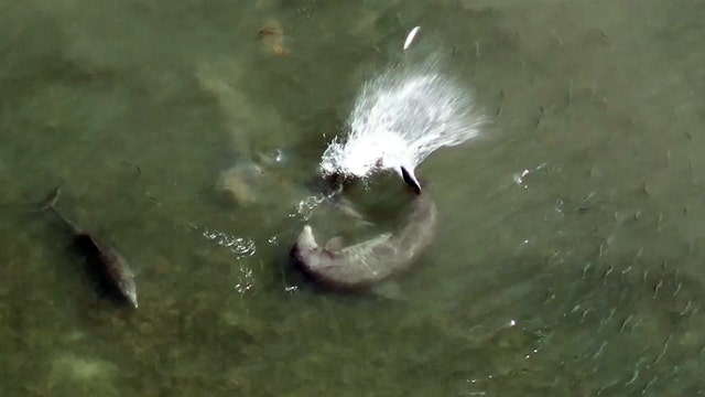 Watch: Dolphins stun fish by launching them into the air