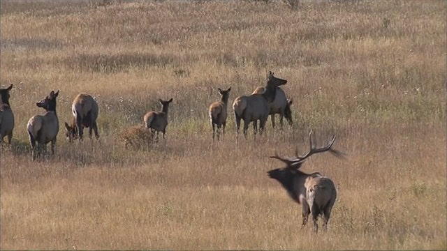National Park Service proposes killing elk for cattle in California park over loud objections