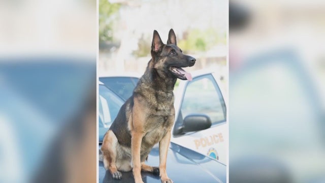 Long Beach police K-9 dies in hot patrol car