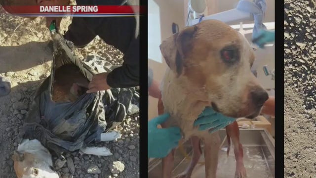 Dog found hogtied in trash bag in Gila River rescued, recovering from surgery