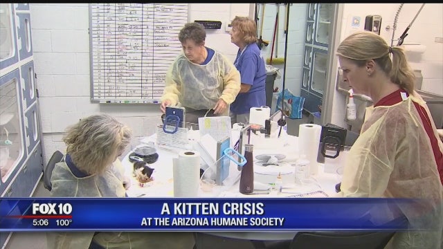 Arizona Humane Society declares "kitten crisis", asking for help