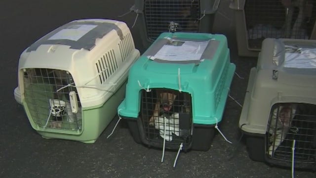 Hundreds of Valley shelter pets flown out of state to find forever homes