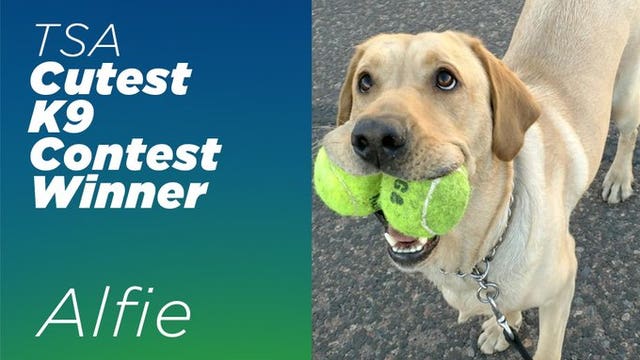 Sky Harbor pup wins TSA's 'Cutest K9' contest