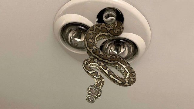 5-foot python slithers out of bathroom light fixture while children brushed teeth