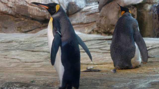Gay penguins adopt egg after attempting to hatch stones at zoo