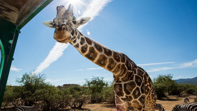RIP Kibo: 20-year-old Out of Africa giraffe dies