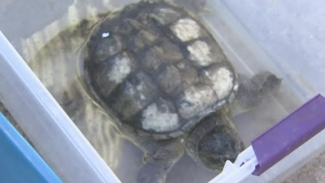 Phoenix Herpetological Sanctuary rescues 84 animals from California
