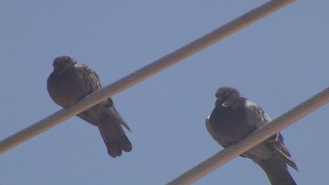 Mesa passes ban on feeding wild birds; offenders could face fines of up to $2,500