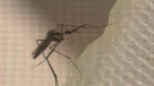 Mosquitoes found with West Nile Virus in Lake Havasu City