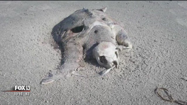 Balloon releases pose threat to wildlife, experts say