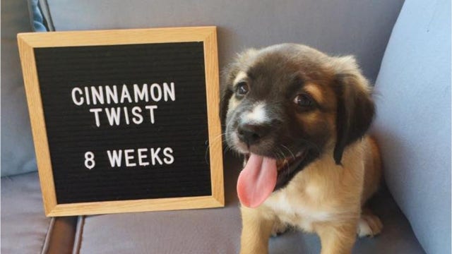 Adorable puppies named after Taco Bell menu items looking for their ‘furever' homes
