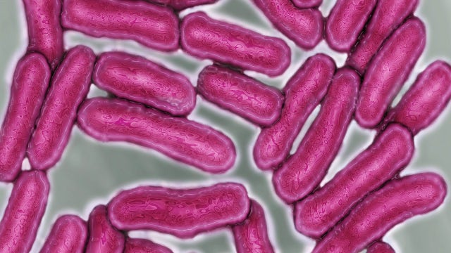 CDC warns of deadly drug-resistant salmonella after more than 250 people develop illness