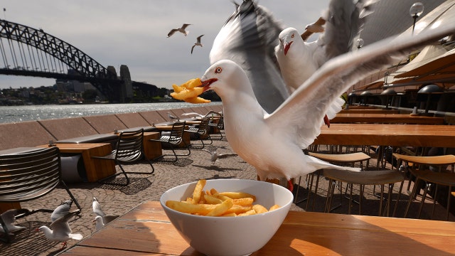 Staring at seagulls may prevent them from stealing your food, scientists suggest