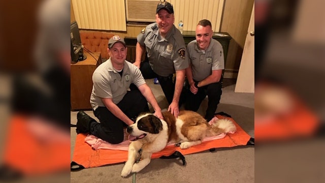 EMS team carries 115 pound dog half mile home after her back legs give out on walk