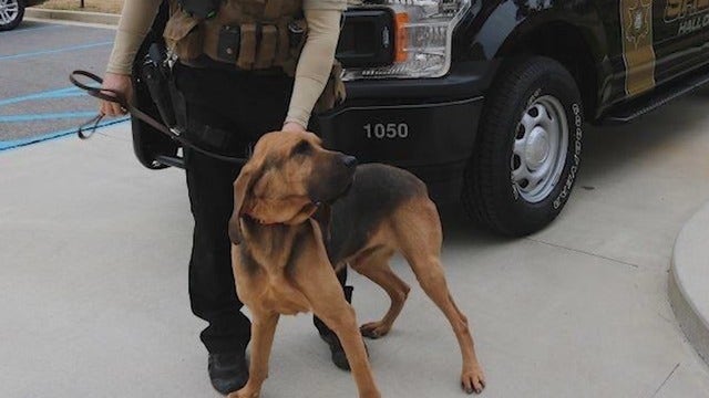 K-9 dies days after cooling off in pond, deputies worried about blue-green algae