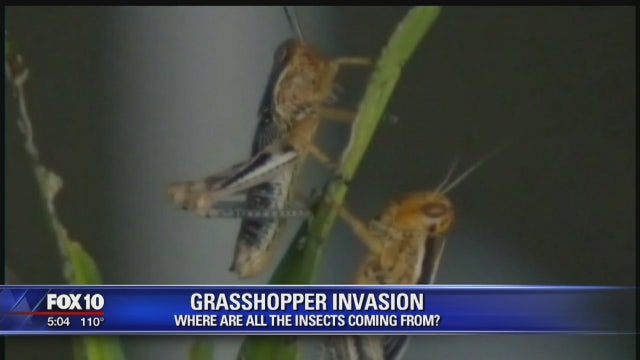 Where are all the grasshoppers coming from?