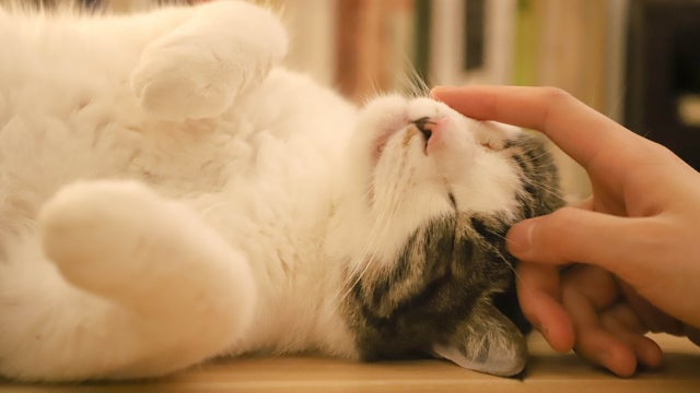 New cat vaccine could help relieve humans' allergic reactions to them