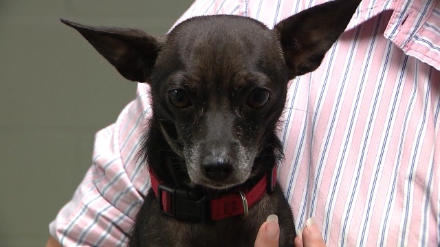 Authorities say woman tossed dog over fence