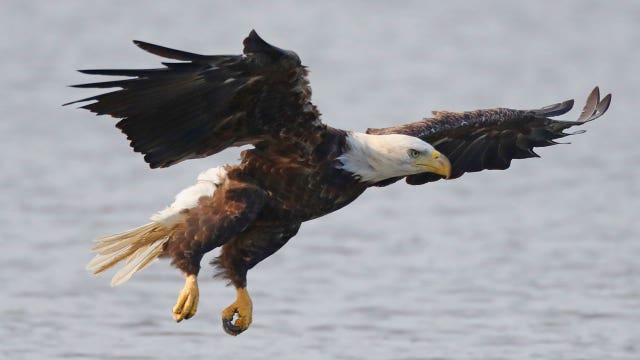 Trump administration overhauls endangered species protections in what critics call major rollback