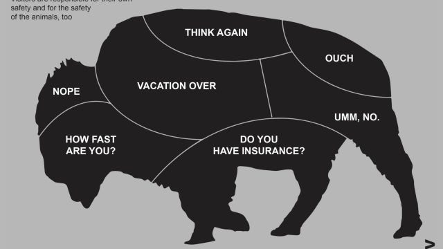 National Park Service releases wildlife petting chart in wake of viral video of bison charging girl