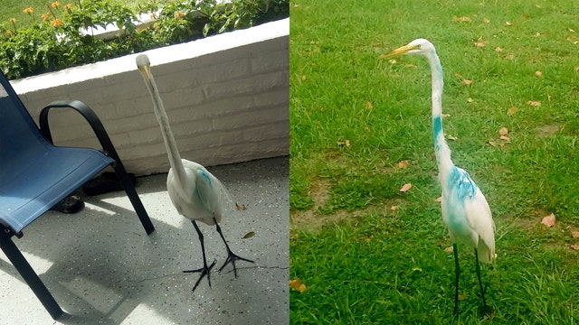FWC investigates egrets shot with paintball guns in South Pasadena
