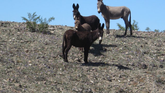 $10,000 reward offered for information leading to arrest of wild burro killer