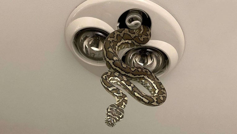 5 foot python slithers out of bathroom light fixture while children brushed teeth FOX 10 Phoenix