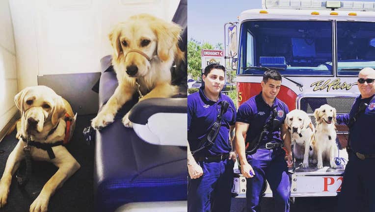 Service dogs travel to El Paso to comfort first responders.