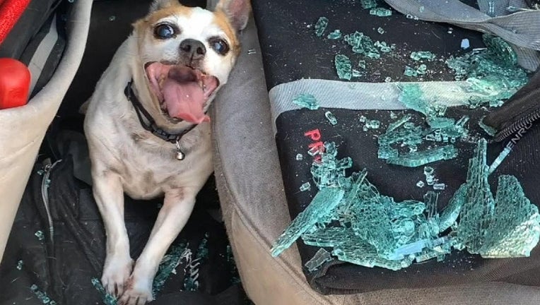 Dog left in hot car suffering neurological problems