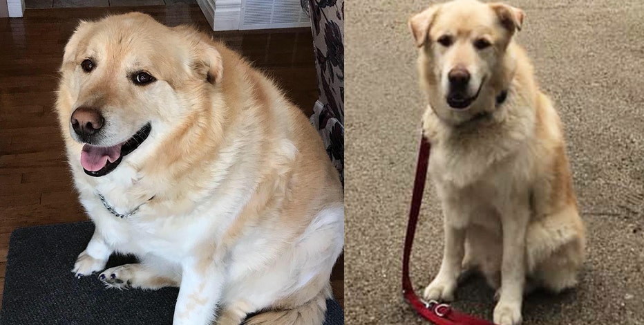 Golden retriever that weighed 173 pounds looks like a new dog