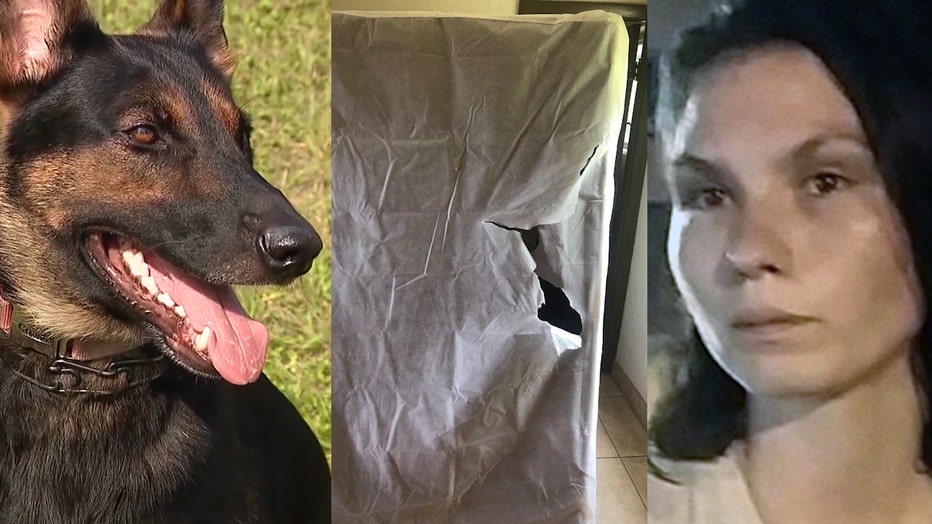 K-9 tracks down suspect hiding in bed box spring