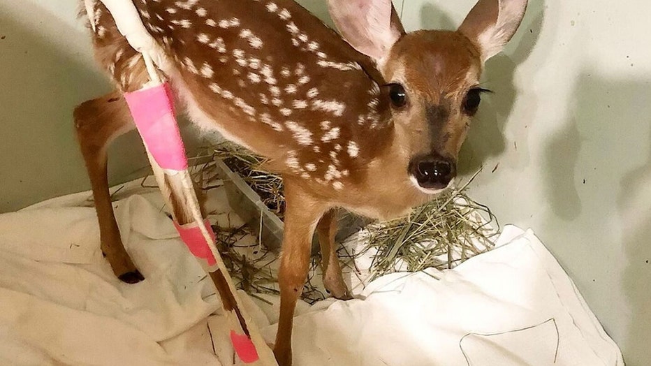 Meet the adorable baby deer who was found abandoned with a broken leg and now sports a bright pink cast. Little Alex was discovered limping through downtown Asheville, North Carolina last month.