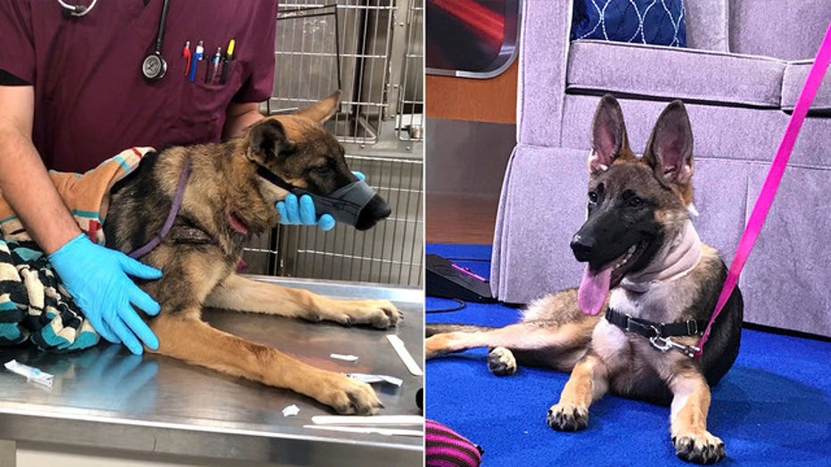 Kiwi is pictured (left) during her treatment at the Humane Society of Tampa Bay. The image of her on the right shows her two weeks later with a bandage still around her neck.