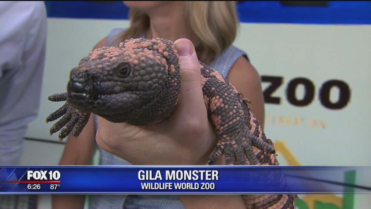 gila monster pet