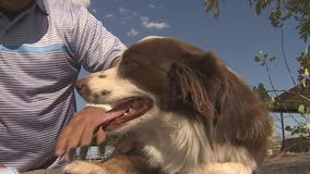 Queen Creek family reunited with dog after nine months