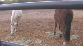 Sheriff's Office: 4 horses found dead, 9 emaciated on property near Winslow