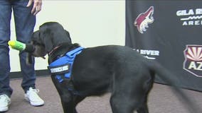 Arizona Coyotes help train service dog