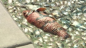 Hundreds of dead fish floating in pond in Goodyear