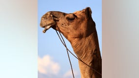 Camel's testicles bitten by woman at Louisiana truck stop petting zoo: authorities