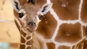 Como Zoo celebrates birth of baby giraffe