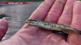 Fish being taken to Arizona lake as a way to control other fish's population