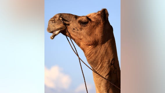 Camel's testicles bitten by woman at Louisiana truck stop petting zoo: authorities