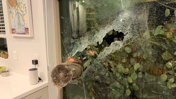 Tree crashes through kitchen window of Scottsdale home