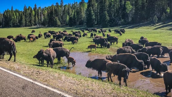 Chance to shoot bison at Grand Canyon draws 45k applicants