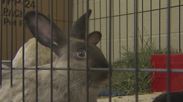 Abused rabbits rescued from Gilbert home now ready for adoption at Arizona Humane Society